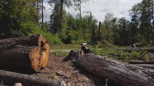 Best Seasonal Cleanup (Spring/Fall)  in Graton, CA
