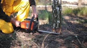 Best Fruit Tree Pruning  in Graton, CA