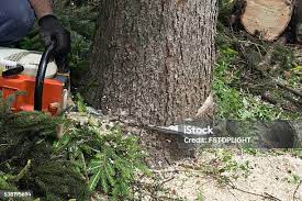 How Our Tree Care Process Works  in  Graton, CA