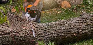 Trusted Graton, CA Tree Removal Experts
