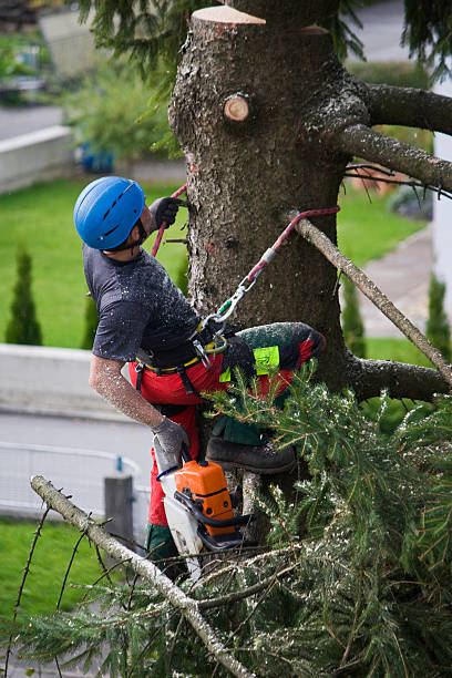 Best Tree Mulching  in Graton, CA