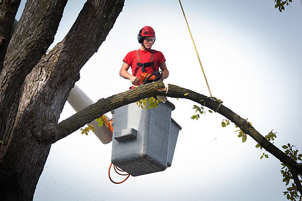 Best Tree Disease Treatment  in Graton, CA